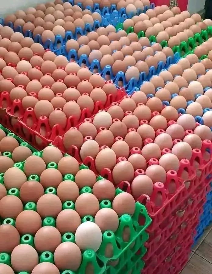 whatsapp image 2025 11 20 at 6.58.00 pm (1)