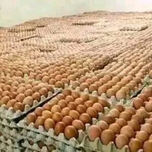 whatsapp image 2025 11 20 at 6.58.00 pm (2)