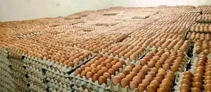 whatsapp image 2025 11 20 at 6.58.00 pm (2)