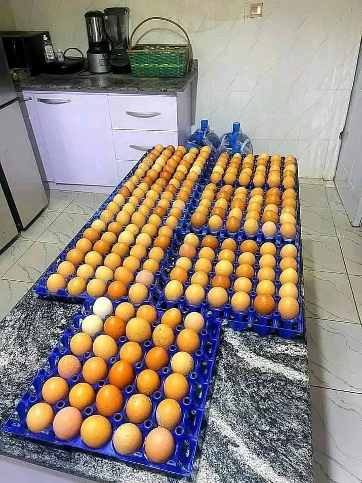 whatsapp image 2025 11 20 at 6.58.00 pm